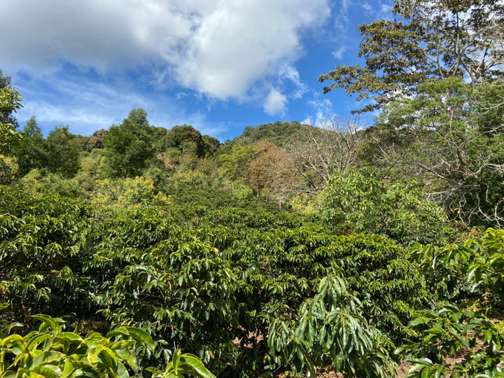 TIGER GESHA: Costa Rica Anaerobic Natural