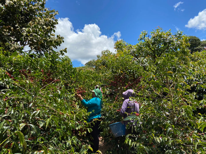 TAKARA GESHA: Costa Rica Anaerobic Honey