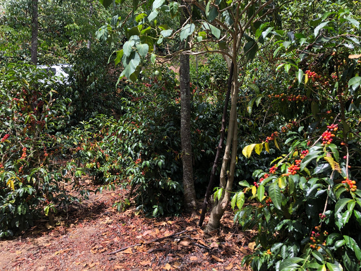 TIGER GESHA: Costa Rica Anaerobic Natural