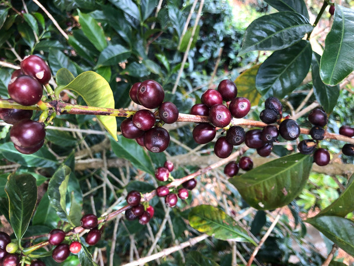 TAKARA GESHA: Costa Rica Anaerobic Honey