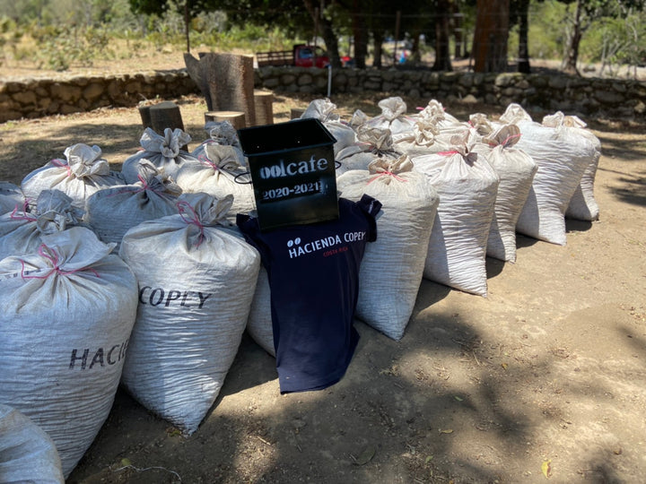 TAKARA GESHA: Costa Rica Anaerobic Honey