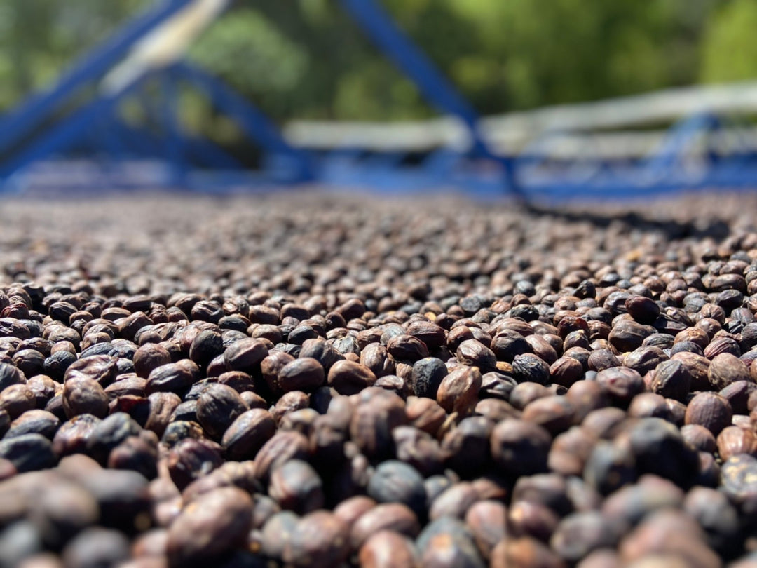 TIGER GESHA: Costa Rica Anaerobic Natural