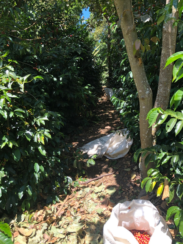 TIGER GESHA: Costa Rica Anaerobic Natural