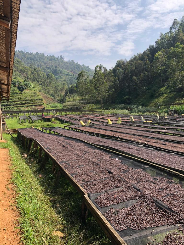 CROWN OF RWANDA: Women's Crown Anaerobic Washed