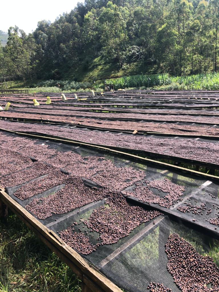 CLOUD CANDY: Rwanda Anaerobic Natural