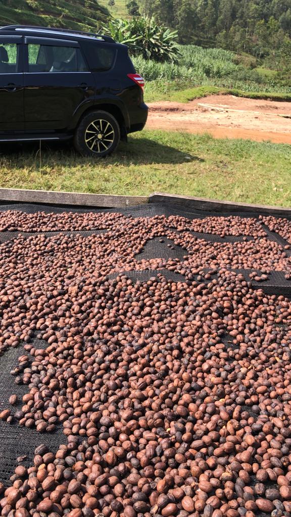 BUBBLE GUM RW: Rwanda Anaerobic Natural