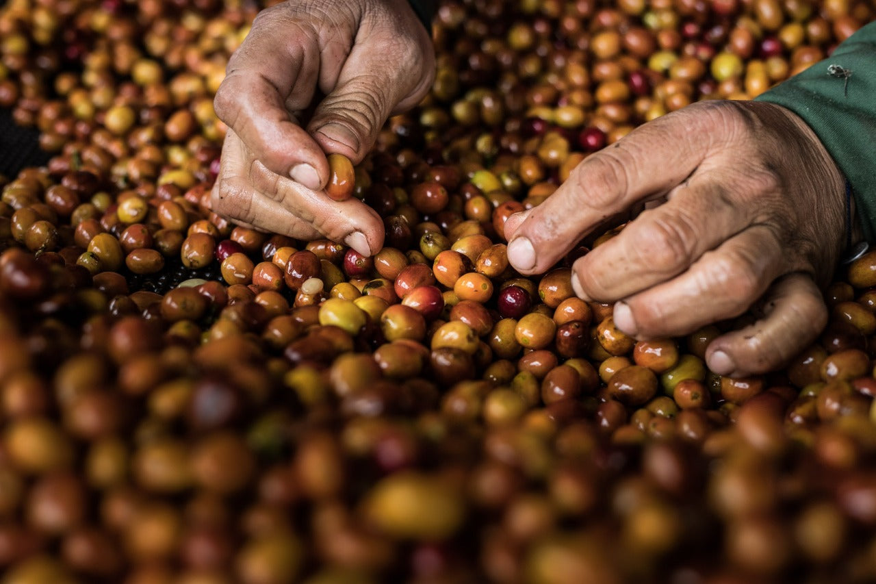 BLACKBERRY SUNDAE: Colombia Co-Ferment Honey + Thermal Shock