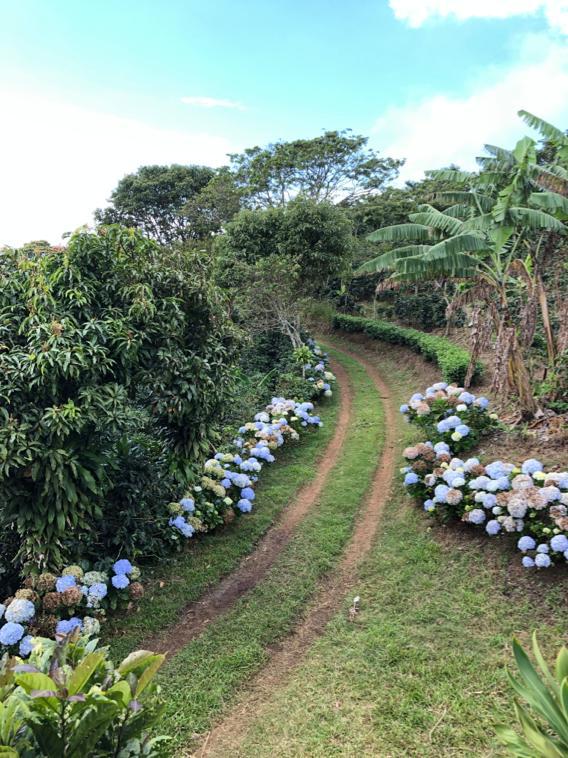LAVA CAKE: Costa Rica, Honey Process