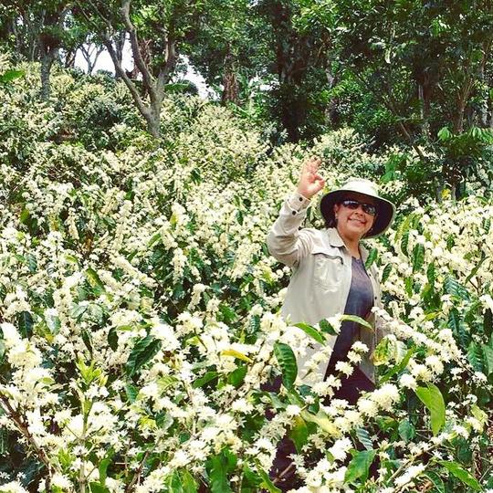 LAVA CAKE: Costa Rica, Honey Process