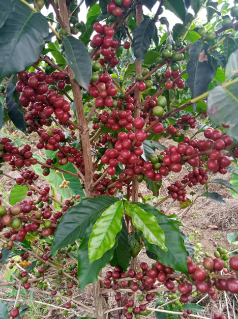 CROWN OF RWANDA: Anaerobic - 2022