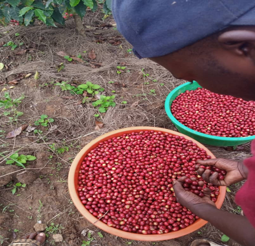 GASHARU: Rwanda Natural