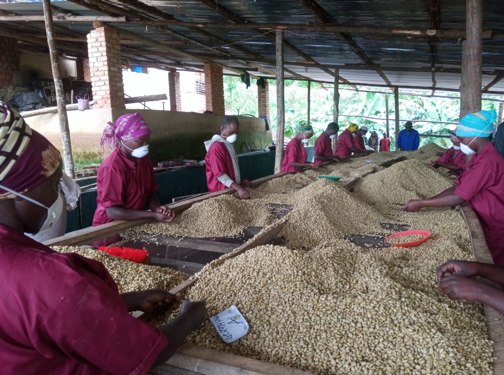 CROWN OF RWANDA: Women's Crown Anaerobic Washed