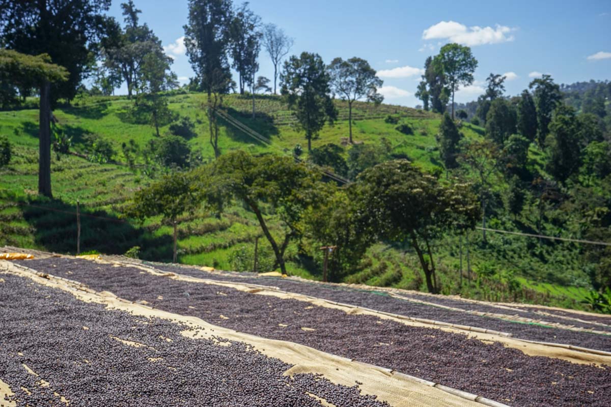 A FRUITY AFFAIR: Ethiopia Shakiso Guji