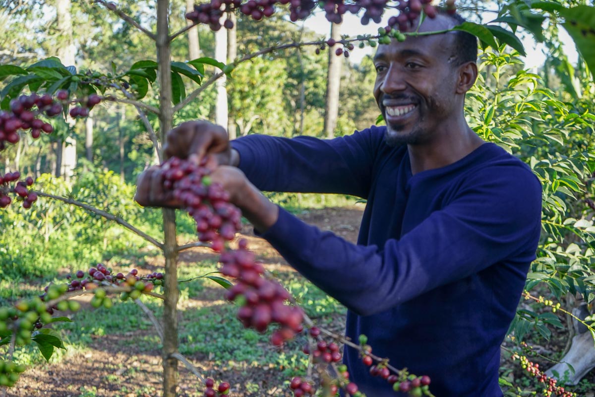 A FRUITY AFFAIR: Ethiopia Shakiso Guji
