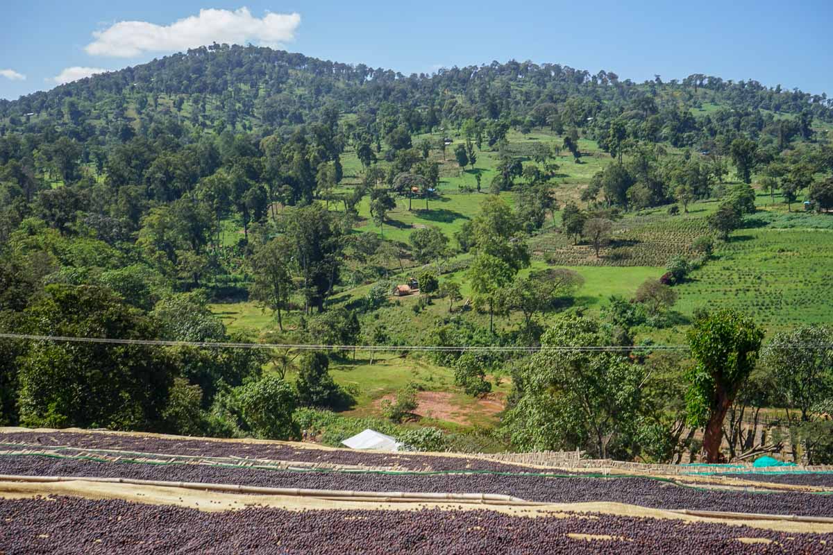 A FRUITY AFFAIR: Ethiopia Shakiso Guji