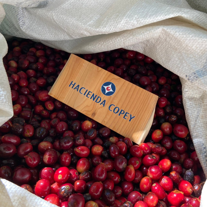 TIGER GESHA: Costa Rica Anaerobic Natural