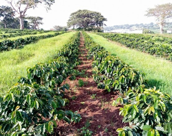 CHERRY COLA: Ethiopia Yirgacheffe
