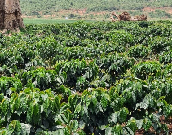CHERRY COLA: Ethiopia Yirgacheffe