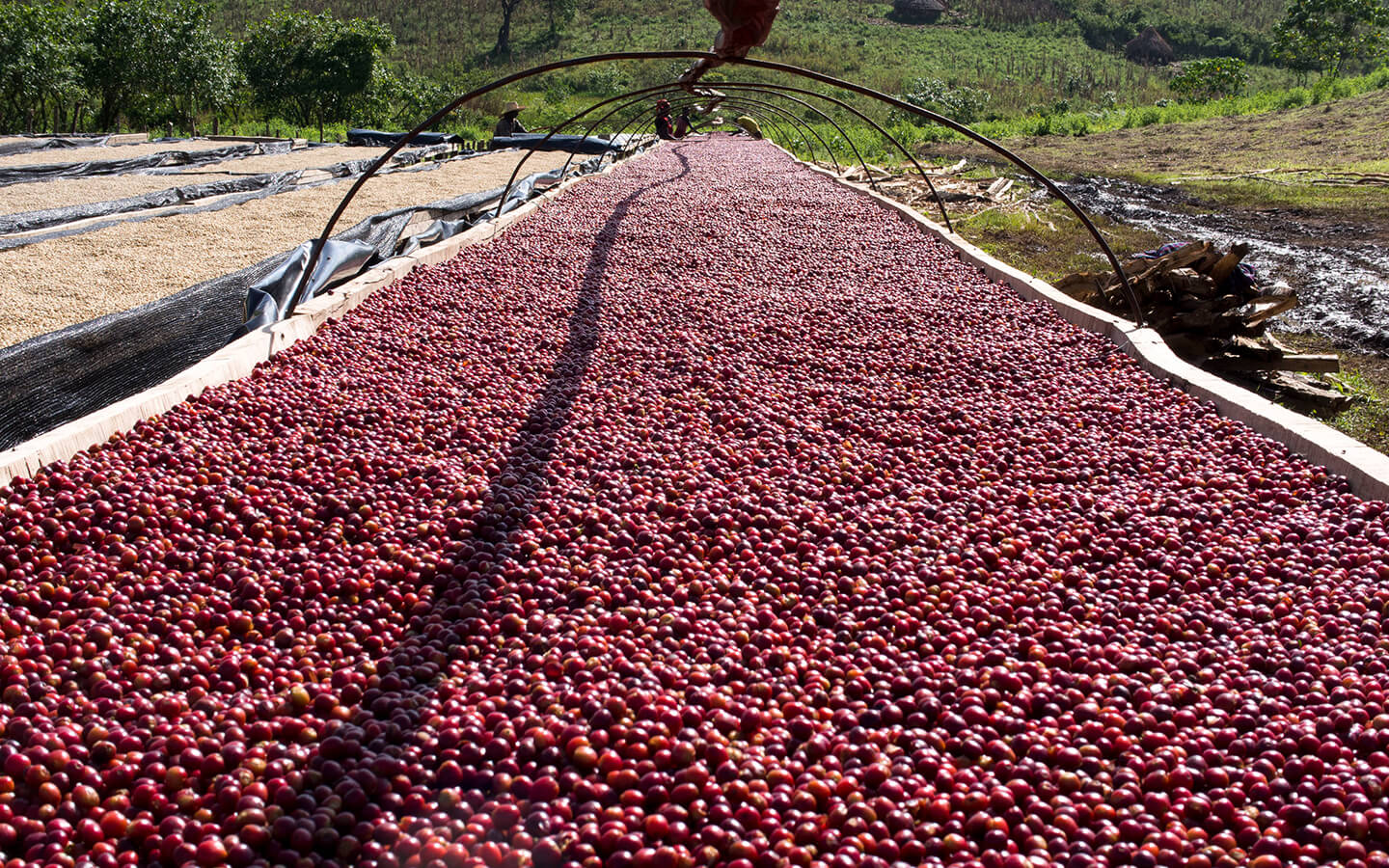 PURPLE HAZE: Ethiopia Gesha Village Lot 22/043