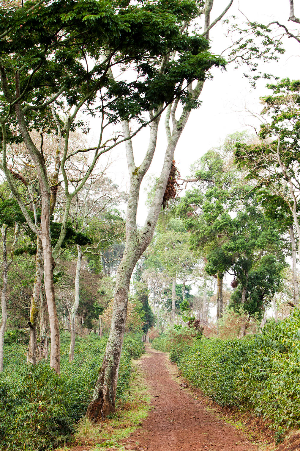 GESHA VILLAGE OMA #120: Ethiopia Natural Gesha 1931
