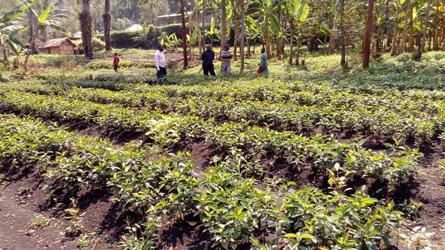 CLOUD CANDY: Congo DRC