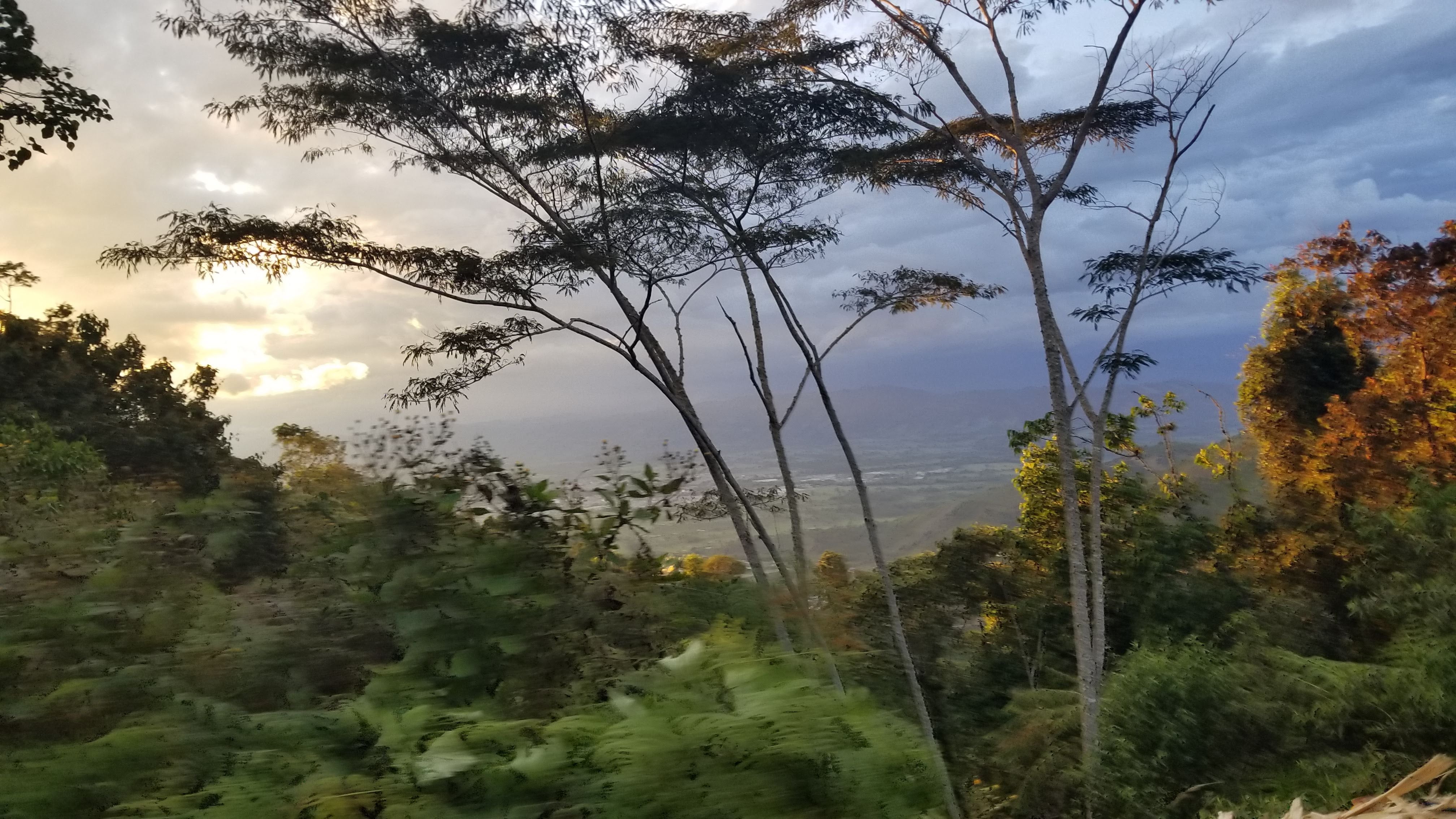 BROWNIE DECAF: Colombia Huila