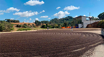 SOUL: Brazil Cold Soul Natural