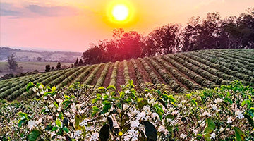 SOUL: Brazil Cold Soul Natural