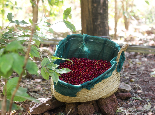 YEMEN MOHAMED MOSLEH: Anaerobic Natural