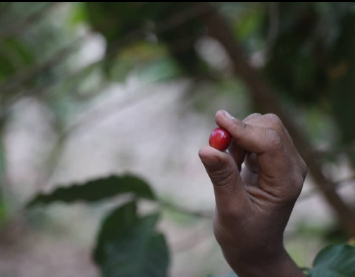 YEMEN MOHAMED MOSLEH: Anaerobic Natural