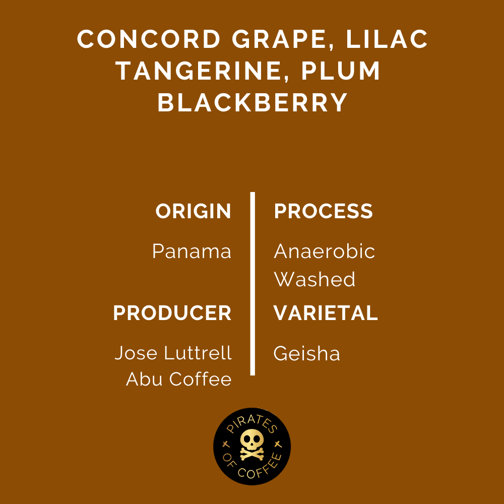 ABU Geisha GW-3140: Panama Anaerobic Washed