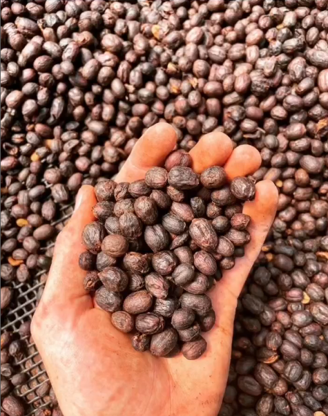 GEISHA CASCARA TEA: Savage Geisha Panama