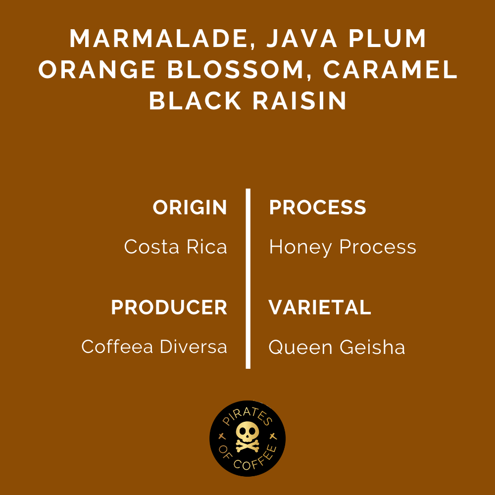 COSTA RICA GEISHA HONEY: Coffea Diversa Queen Geisha
