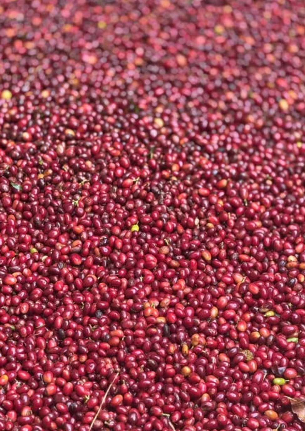 WUSH WUSH: Zacatin Colombia Washed