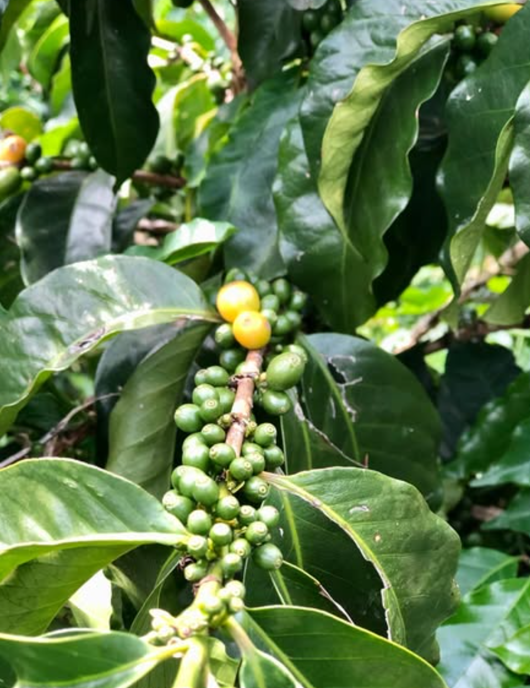 WUSH WUSH: Zacatin Colombia Washed