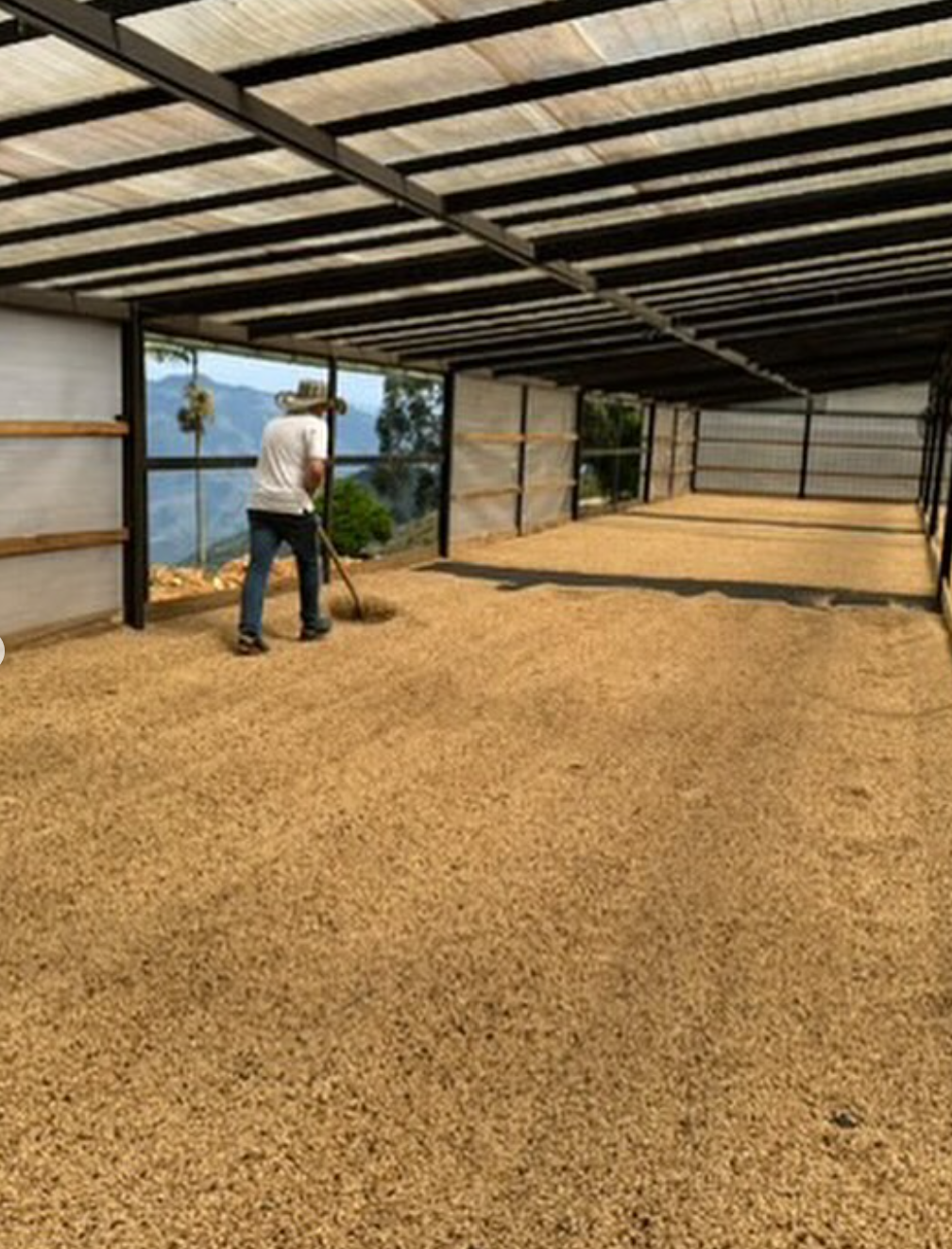 WUSH WUSH: Zacatin Colombia Washed