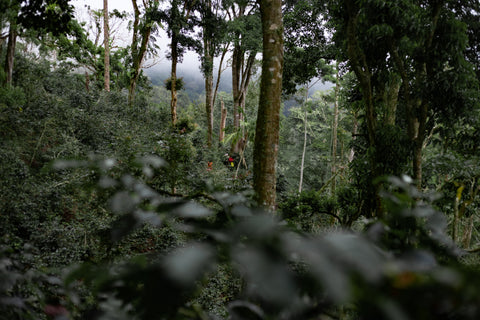 LAMASTUS GEISHA LOT #16: Panama El Burro Natural