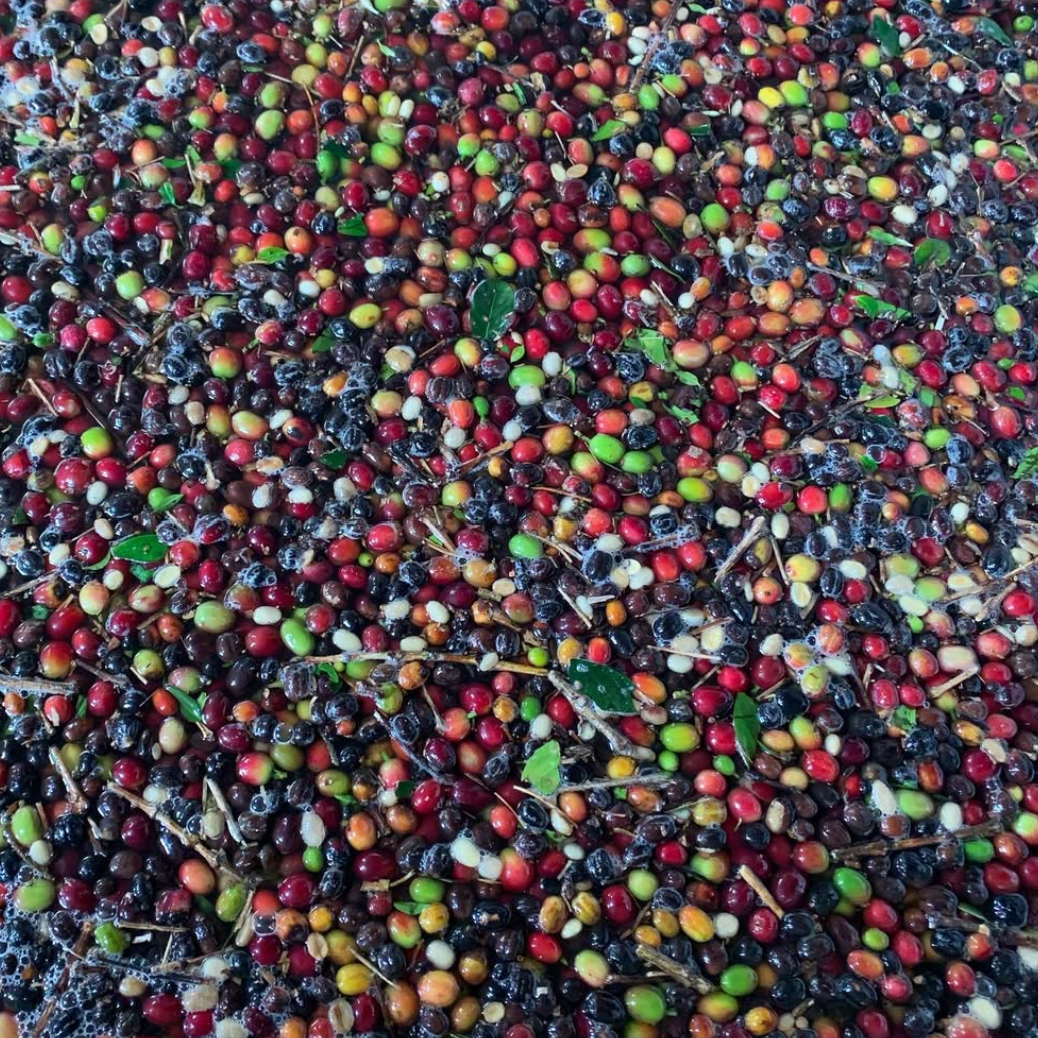 POMEGRANATE: Colombia Infused Pomegranate