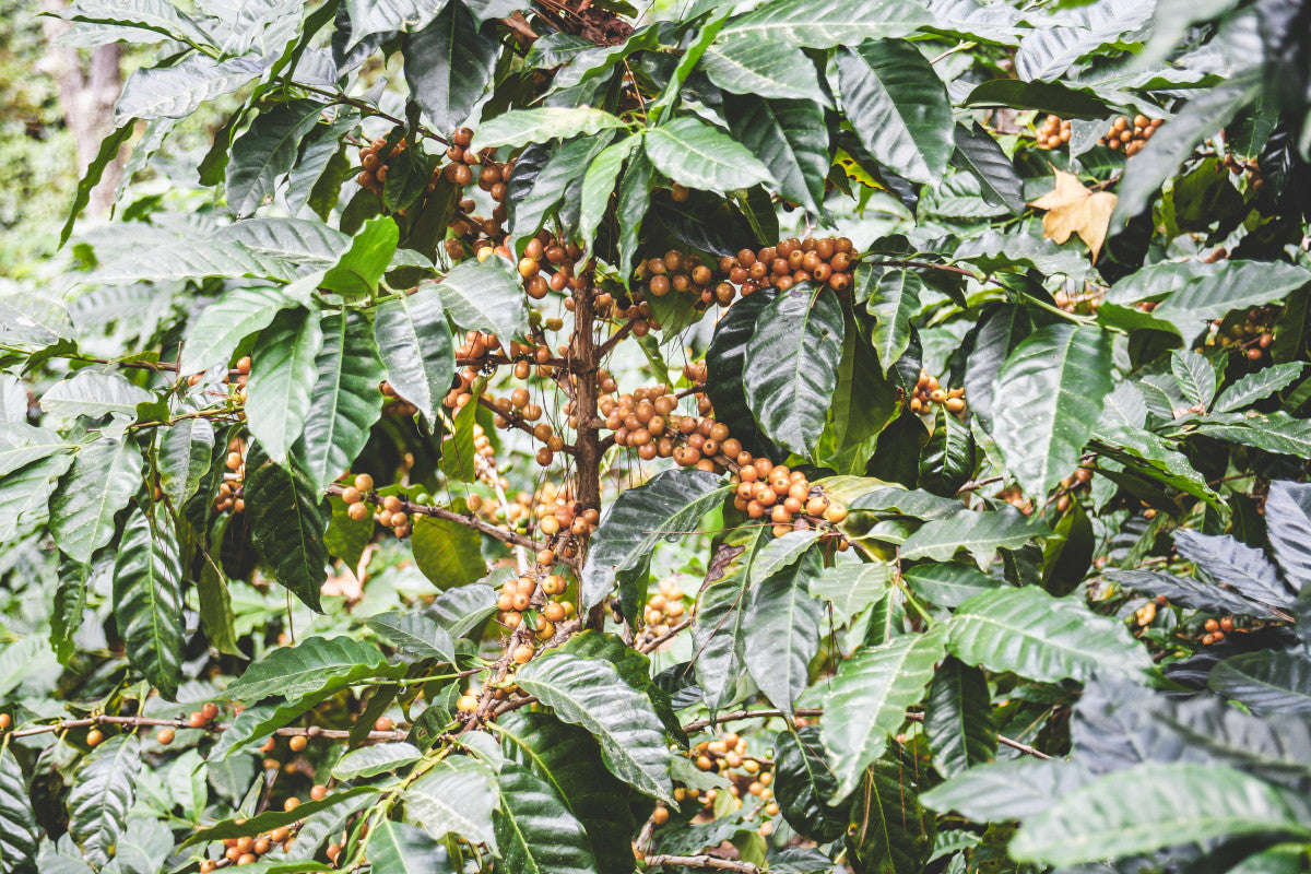 RED CATUAI: Nicaragua Natural