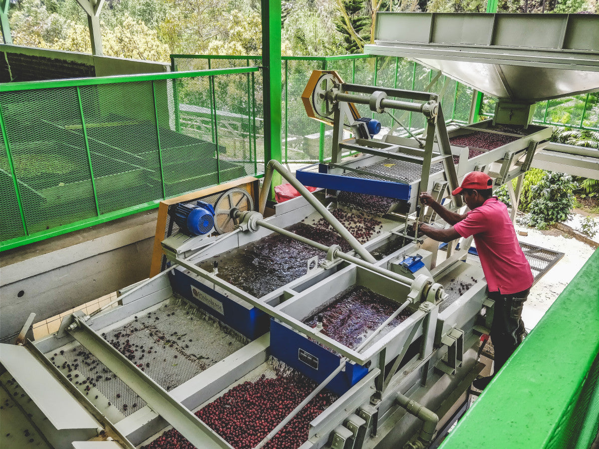 RED CATUAI: Nicaragua Natural