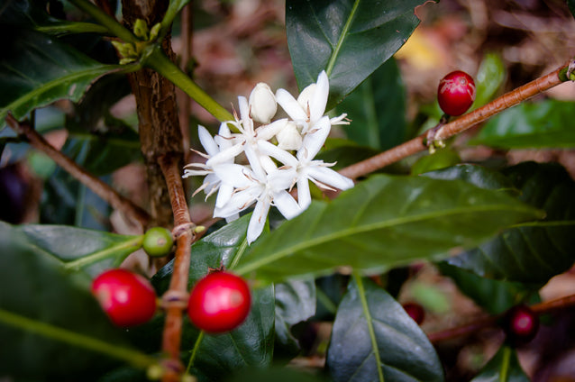 NIRVANA GEISHA: Nitrogen Macerated Natural