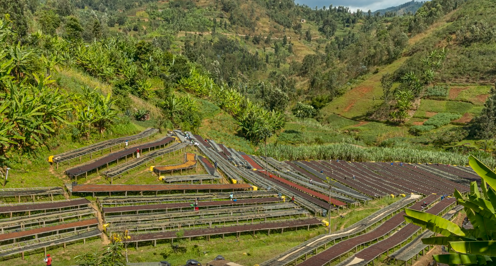 CROWN JEWEL: Rwanda Anaerobic Washed