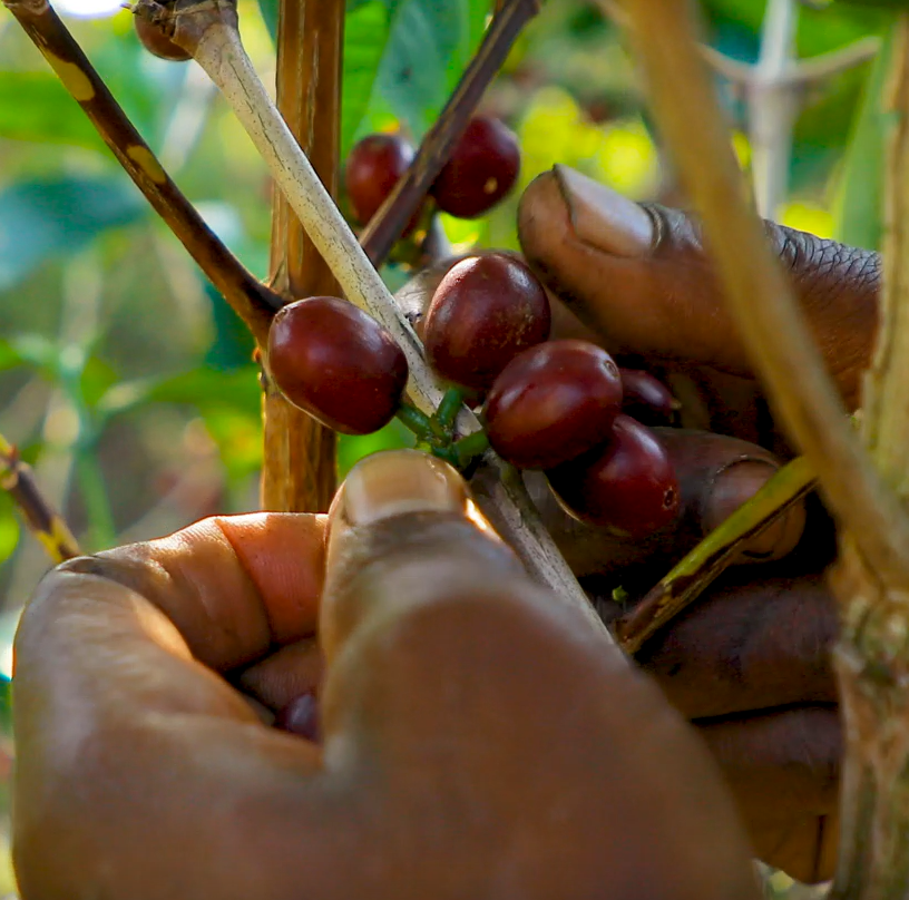 CROWN JEWEL: Rwanda Anaerobic Washed