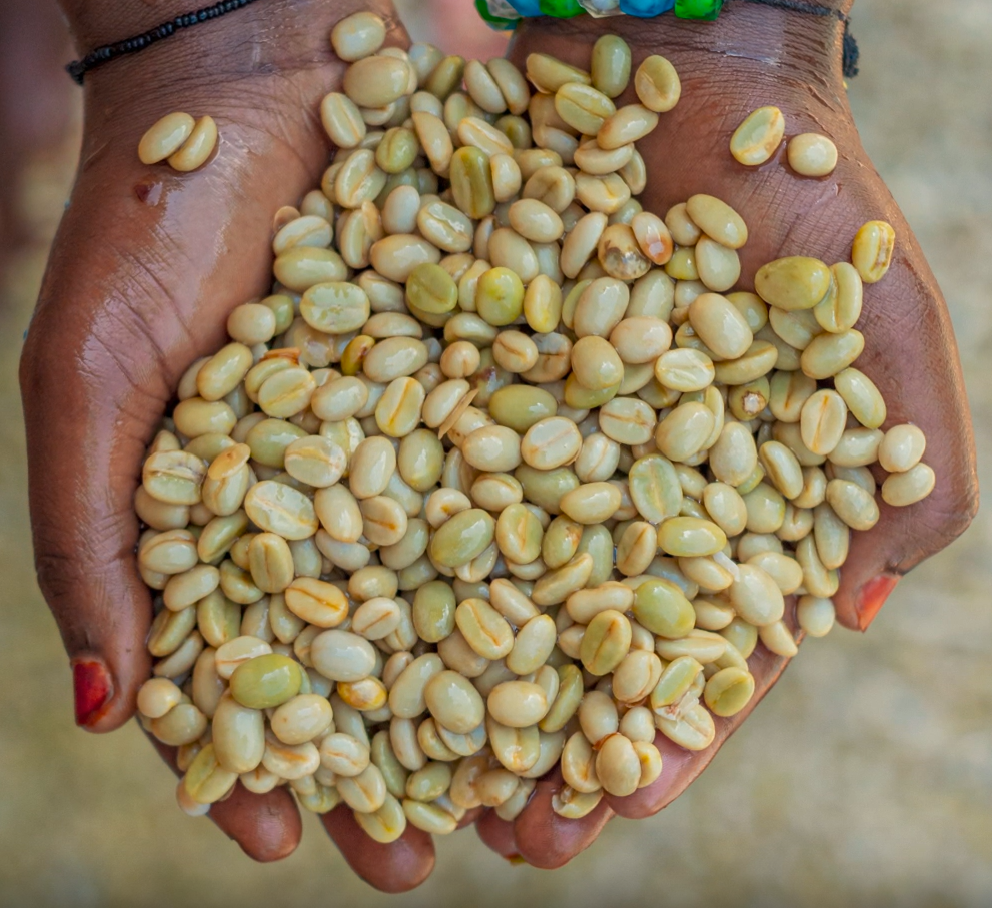 CROWN JEWEL: Rwanda Anaerobic Washed