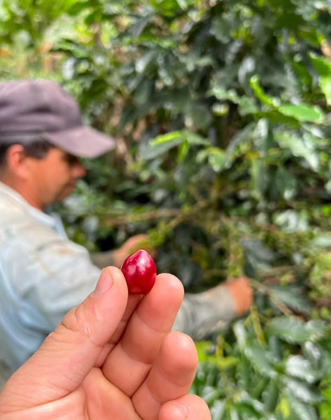 GUANABANA: Colombia Co-Ferment Washed