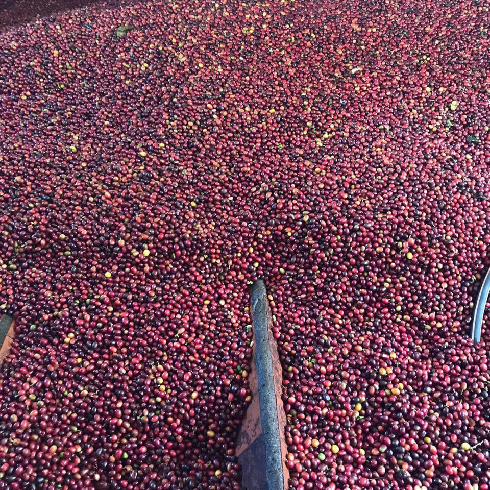 LYCHEE ROSE: Colombia Infused Lychee