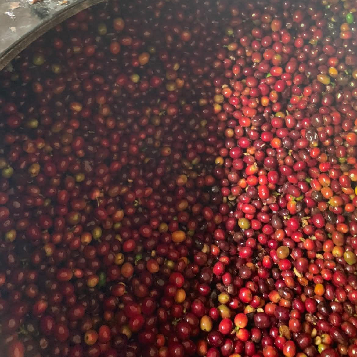 LYCHEE ROSE: Colombia Infused Lychee