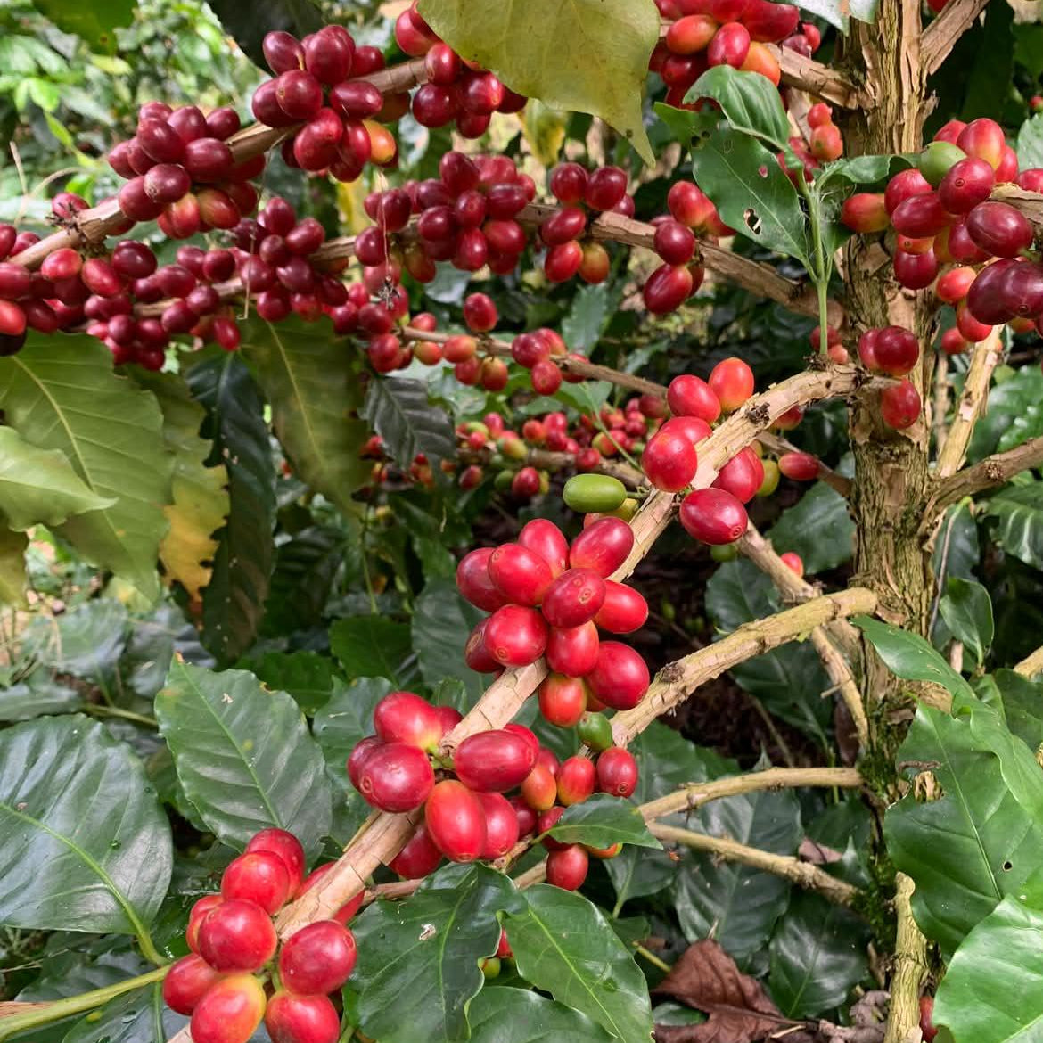 LYCHEE ROSE: Colombia Infused Lychee