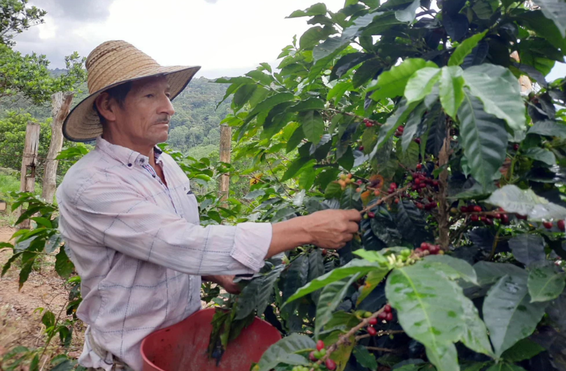 SUMATRA: Indonesia Washed