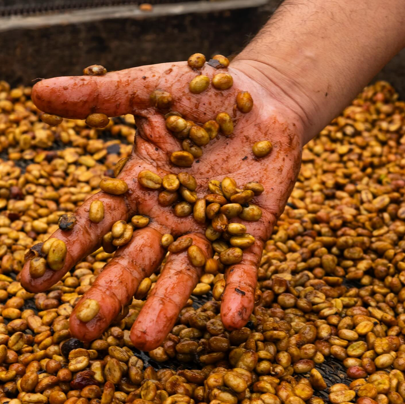 LYCHEE POP: Colombia Co-Ferment Washed